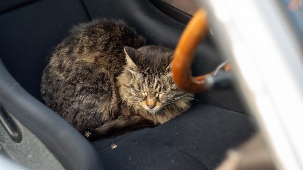 Vermiste kat Ashes duikt na zes jaar weer op, in een andere staat