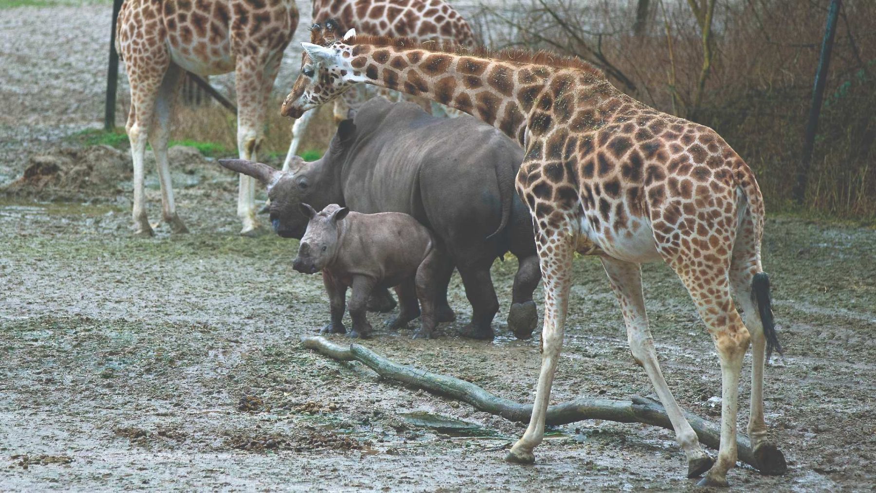 Drie maanden oude neushoorn in Arnhem maakt kennis met giraffen, zebra’s en antilopen