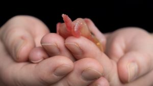 Thumbnail voor De stilgeboren dochter van Peter en Saskia leeft voort in foto's: 'Ze bieden troost'