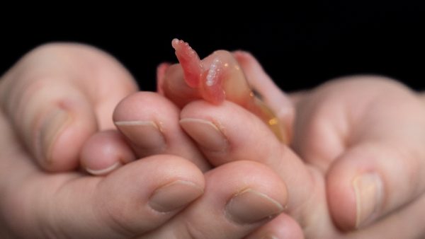 Stilgeboren dochter van Peter en Saskia leeft door in foto's