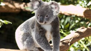 Thumbnail voor Koala’s aangemerkt als bedreigde diersoort in Australië