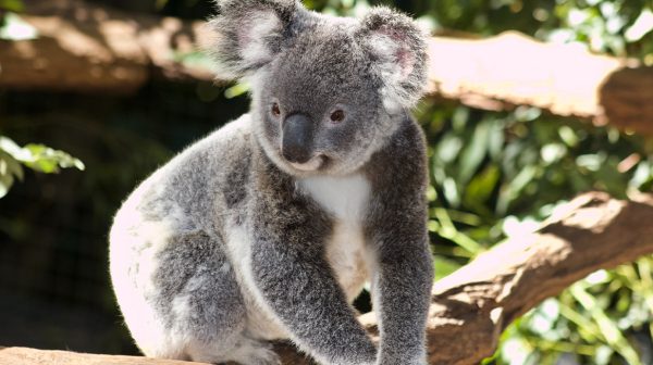 Koala’s aangemerkt als bedreigde diersoort in Australië