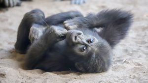 Thumbnail voor Blije papa Bokito: onverwachts gorilla geboren in Diergaarde Blijdorp