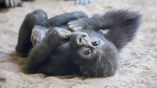 Sweet surprise: onverwachts gorilla geboren in Diergaarde Blijdorp