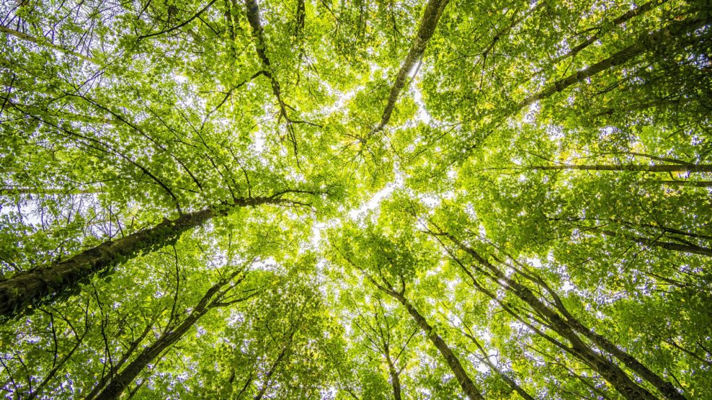 Nederland plant massaal de verkeerde bomen: 'Desastreuze gevolgen voor biodiversiteit'
