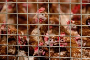 Thumbnail voor Vogelgriep vastgesteld in Woltersum, ruim 50.000 kippen geruimd