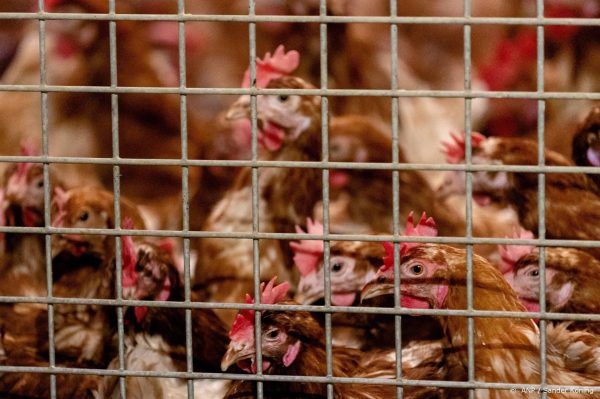 Vogelgriep vastgesteld in Woltersum, ruim 50.000 kippen geruimd