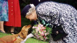 Thumbnail voor Voor prinselijke pups: Queen Elizabeth brengt hondenparfum uit