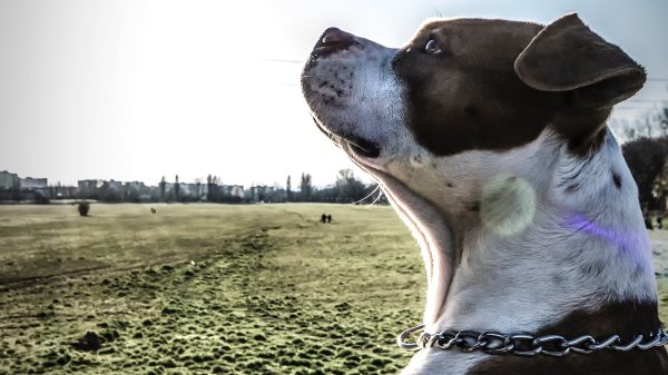 hond ingeslapen taakstraf