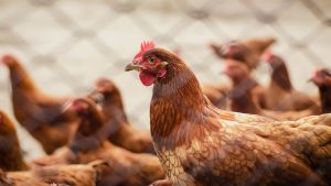 Thumbnail voor D66 wil kippen inenten tegen vogelgriep om zoönosen te voorkomen