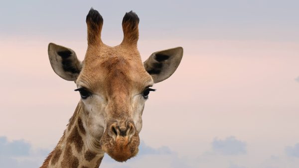 Giraffenjong geboren in WILDLANDS Emmen en die bevalling is gefilmd