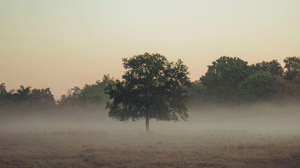 Code geel om mistbanken in zuiden en oosten van het land