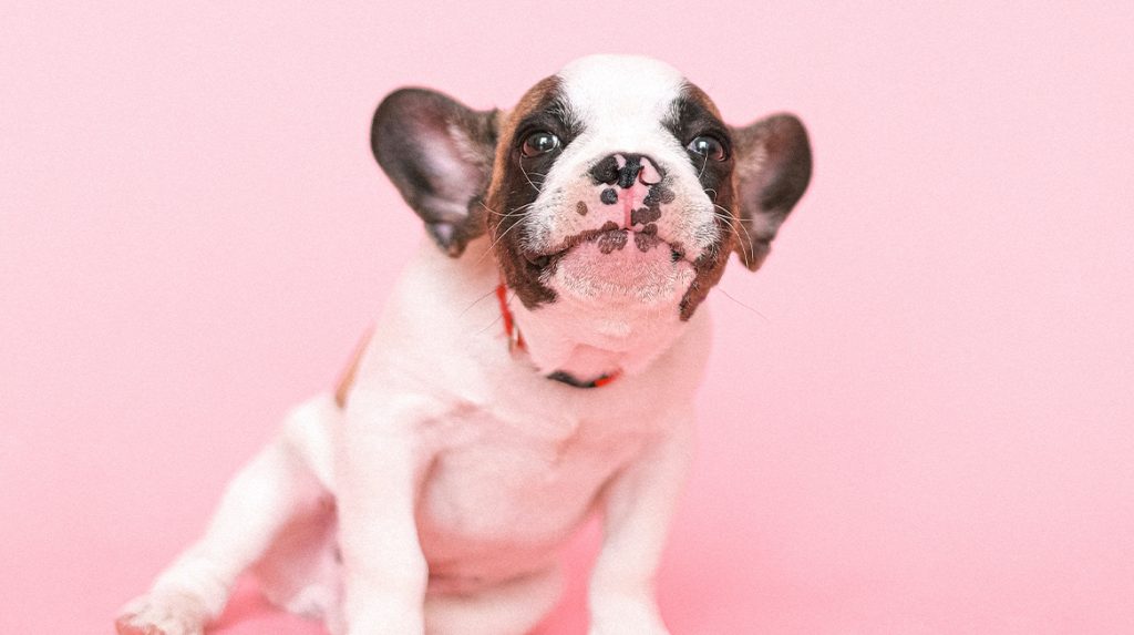 Dierenrechtenorganisatie: 'Nog steeds veel meldingen illegale puppyhandel