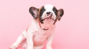 Thumbnail voor Dierenrechtenorganisatie: 'Nog steeds veel meldingen illegale puppyhandel'