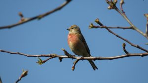 Thumbnail voor Héérlijk: volop lente-weer tijdens zonovergoten weekend