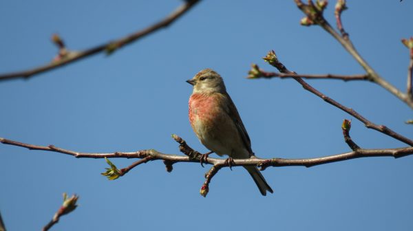 Héérlijk: volop lente-weer tijdens zonovergoten weekend