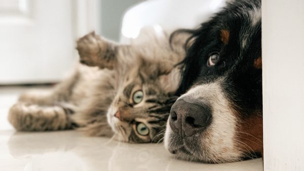 Zo gaat het nu met de huisdieren die we tijdens de coronapandemie hebben aangeschaft