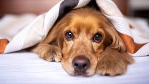 Thumbnail voor Om te huilen: honden rouwen om de dood van een soortgenoot