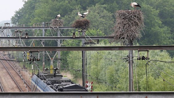 Ooievaars bouwen nest vaak op bovenleidingen op het spoor: 'Risicovol voor de vogels'
