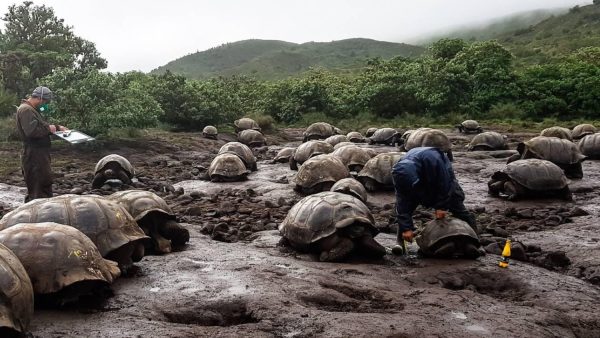Nieuwe reuzenschildpaddensoort ontdekt op Galápagoseiland