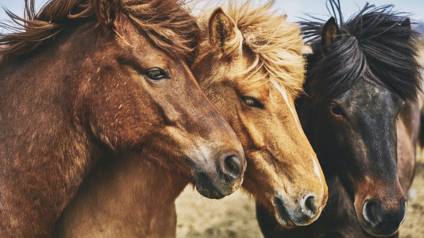 paarden