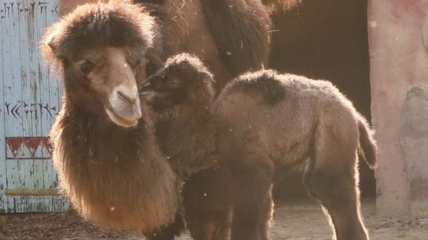 Babykameel Raya geboren in Dierenpark Amersfoort: 'Ze drinkt al goed'