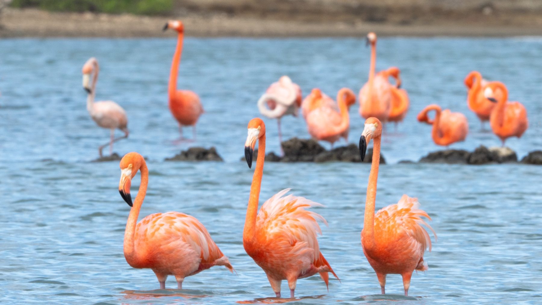 Zon, zee, strand: zeven redenen waarom jij nú naar Curaçao wil