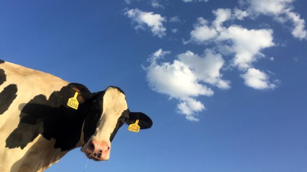 Pardon? Proef verminderen scheten van koeien tegen broeikasgassen
