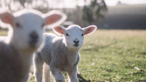 Thumbnail voor Politie in Utrecht redt lammetje uit hekken: 'Lammetje blij, wij blij'