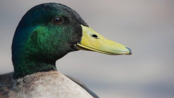 Vanaf juli mogen Rotterdammers geen eendjes meer voeren