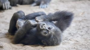 Thumbnail voor De pasgeboren zoon van gorilla Bokito heeft deze 'wonderlijke' naam gekregen