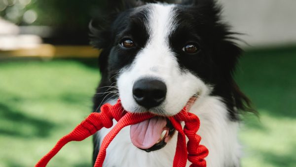 Honden aan de lijn in broedseizoen, anders riskeer je een boete