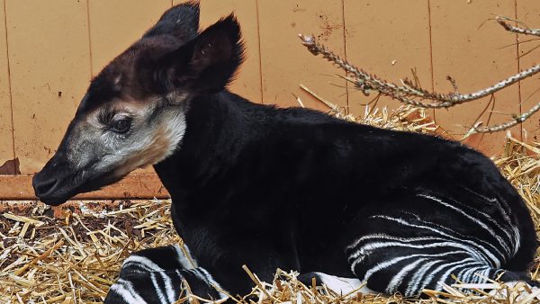 Superlief: bedreigde okapi geboren in Beekse Bergen