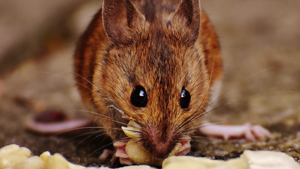 Belgische vindt muis in maaltijdbox en krijgt niet reactie die ze hoopt