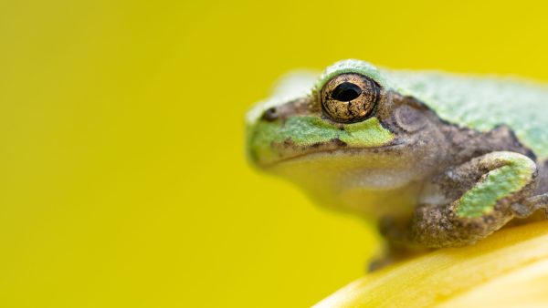 1 april, kikker in je bil: dit zijn de grappen van 2022