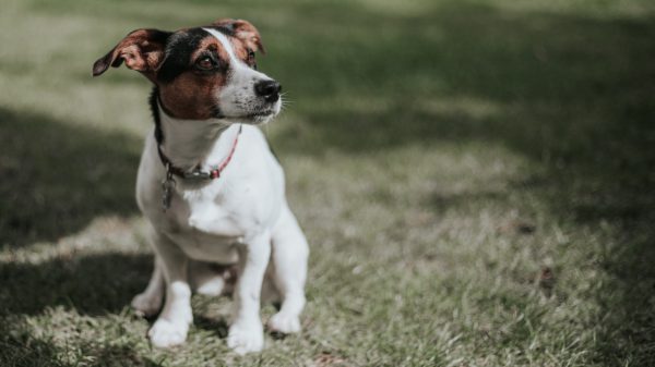 Meisje (13) bekommert zich om onderkoeld hondje in stromende regen