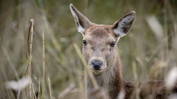 Edelherten Oostvaardersplassen