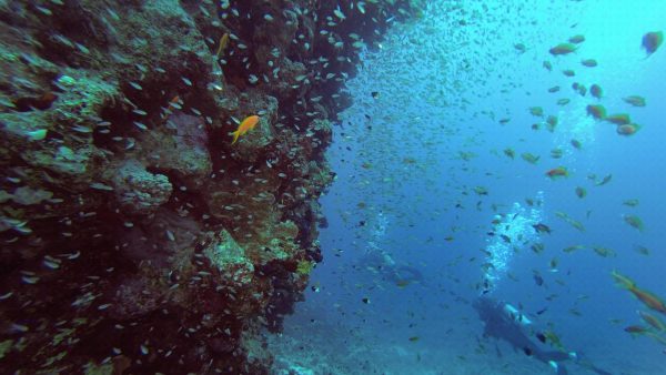 Indonesië neemt zoektocht naar vermiste Nederlandse tiener over