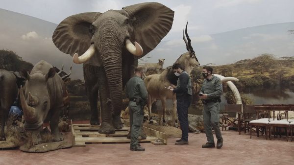 Spaanse politie ontdekt hal met ruim duizend opgezette dieren