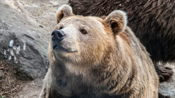 Oekraïense circusbeer krijgt veilig plekje in Ouwehands Dierenpark