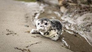 Thumbnail voor Eerste speciaal getrainde zeehondenwachters aan de slag langs Nederlandse kust
