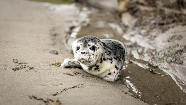 Eerste speciaal getrainde zeehondenwachters aan de slag langs Nederlandse kust