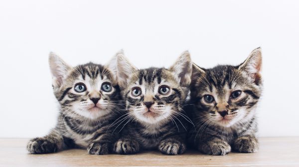 Vier kittens gedumpt in plastic tas in Landgraaf