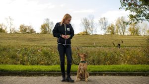 Thumbnail voor Jennifer traint onbegrepen honden: 'Door te straffen vererger je de problemen'