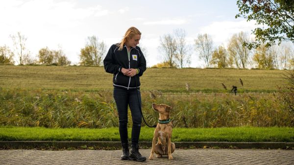 Jennifer traint onbegrepen honden: 'Door te straffen vererger je de problemen'