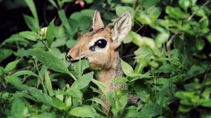 Thumbnail voor Té schattig om niet te zien: Kirks dikdik geboren in Safaripark Beekse Bergen