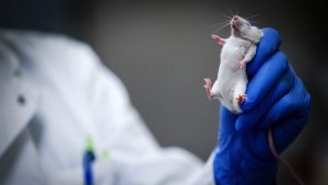 Thumbnail voor Academici roepen in open brief op tot einde dierproeven