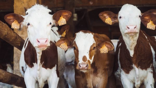 Vorig jaar fors minder dieren omgekomen door stalbranden