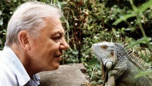 Thumbnail voor VN geeft David Attenborough onderscheiding: 'Miljoenen mensen door hem verliefd op de natuur'