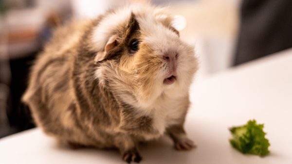 Politie neemt 125 verwaarloosde cavia's in beslag in Hellendoorn